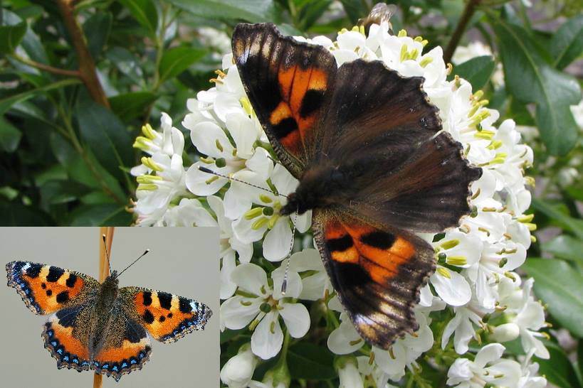 Aglais urticae (aberrant form cold shock, live with inset normal) (Internet Image property of respective owner, non-commercial use only)